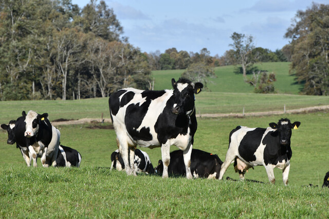 Detectan posible caso de Fiebre Q en veterinaria de lechera de Puerto Octay