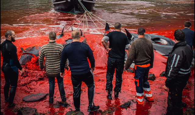 Dinamarca: Sangrienta tradición terminó con la vida de 175 ballenas