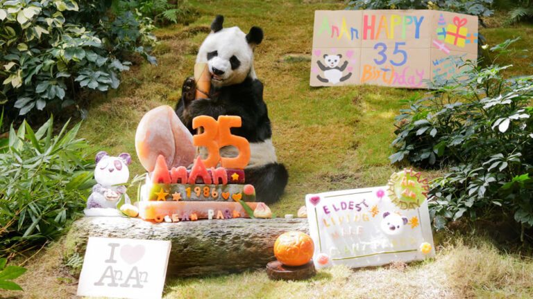 El panda más viejo del mundo, que vive en un zoológico, está de cumpleaños