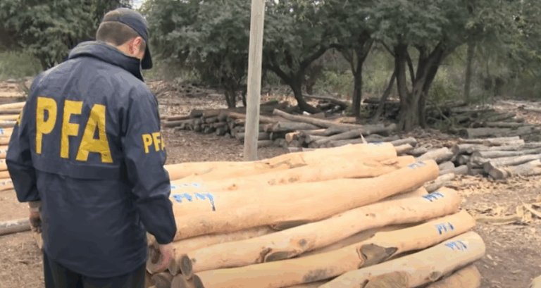 La justicia Argentina investiga contrabando de Palo Santo, una especie protegida de árbol