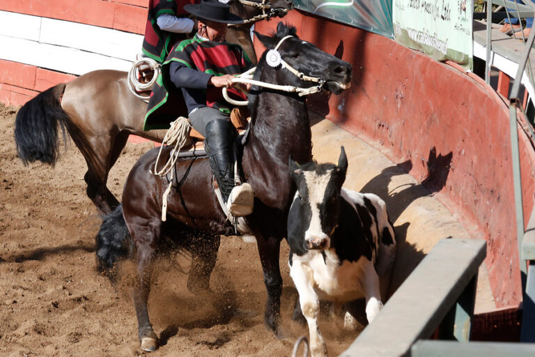 Candidatos al Congreso y diputado Hirsch proponen redirigir fondos del rodeo para financiar recuperación económica