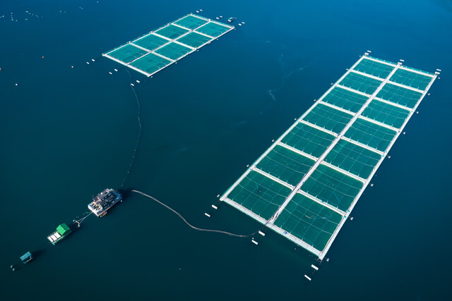 Fallo dicta que las salmoneras deben transparentar el uso de antibióticos