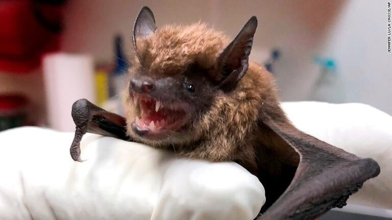 Adulto mayor murió de rabia tras despertar con un murciélago infectado en el cuello