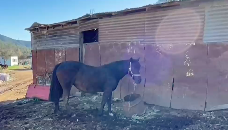 Allanan matadero clandestino en Quilpué: Más de 500 kilos de carne se retiraron de circulación