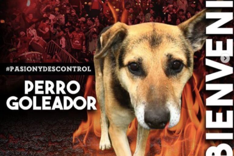 ¡Firulais es de Primera! El talentoso perro goleador de Chillán fue 