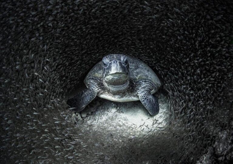 Una majestuosa tortuga verde rodeada por peces ganó los Ocean Photography of the Year 2021