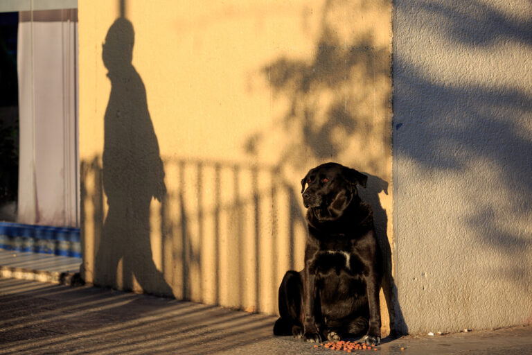 Proyecto de ley busca otorgar licencia por luto ante muerte de mascotas
