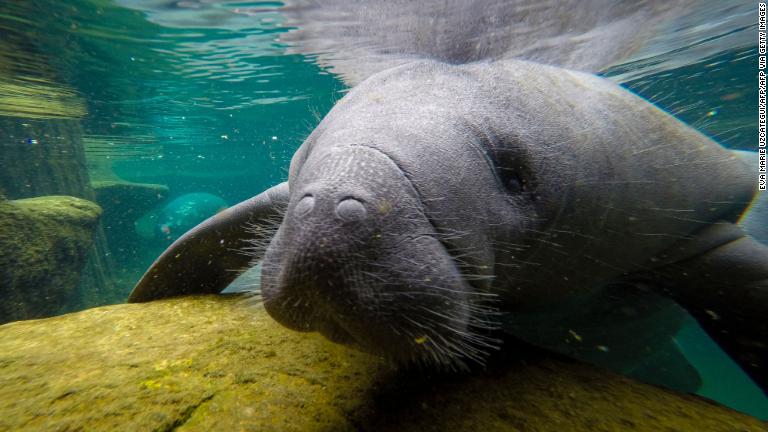Grave escasez en Florida: Más de 1.000 manatíes han muerto por falta de alimento
