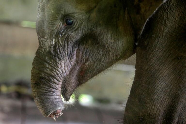 Murió cría de elefante que perdió media trompa al caer en trampa de cazadores furtivos en Indonesia