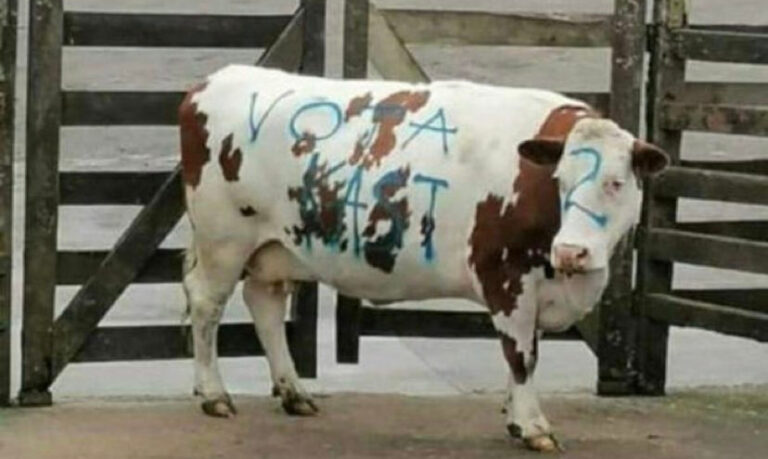 Diputada Sandoval ingresó denuncia por maltrato animal tras caso de vaca rayada con propaganda de Kast