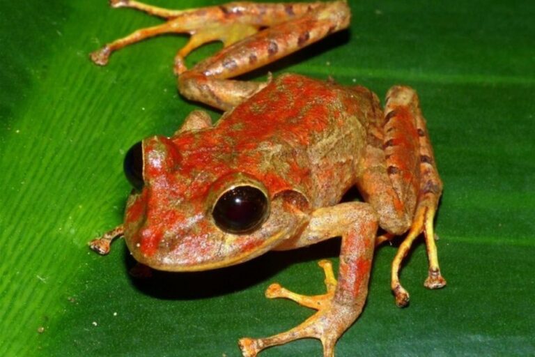 Conoce a la rana Greta Thunberg, una nueva especie descubierta en Panamá