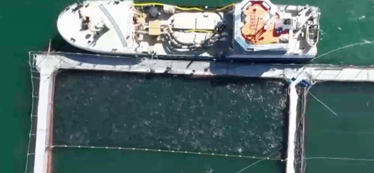 Salmoneras en alerta por 