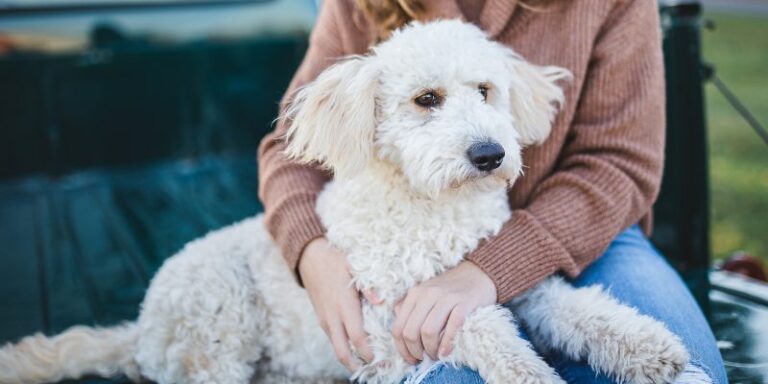 Los perros pueden reconocer diferentes idiomas y palabras sin sentido, según un estudio
