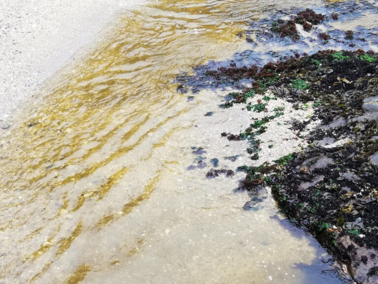 Derrame tóxico en Lota pone en peligro la fauna marina: Investigan presuntos responsables