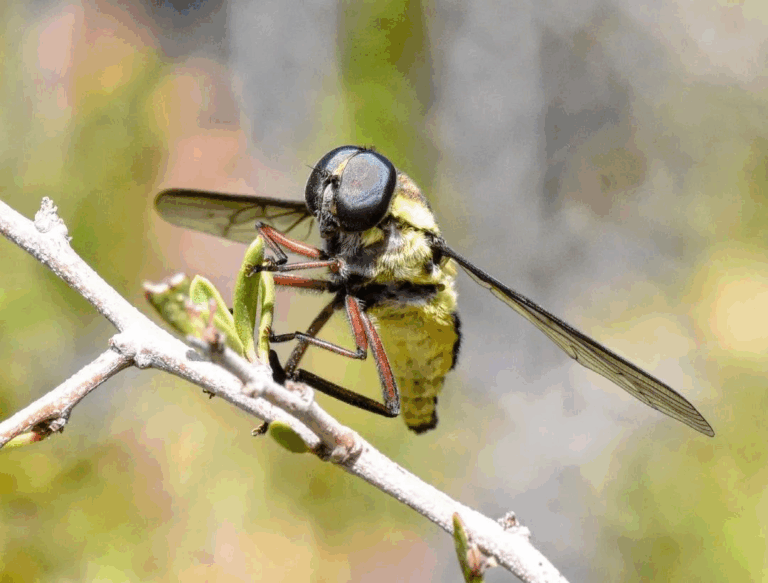 Fotógrafo aficionado retrata insecto en Putaendo que se creía extinto desde 1959