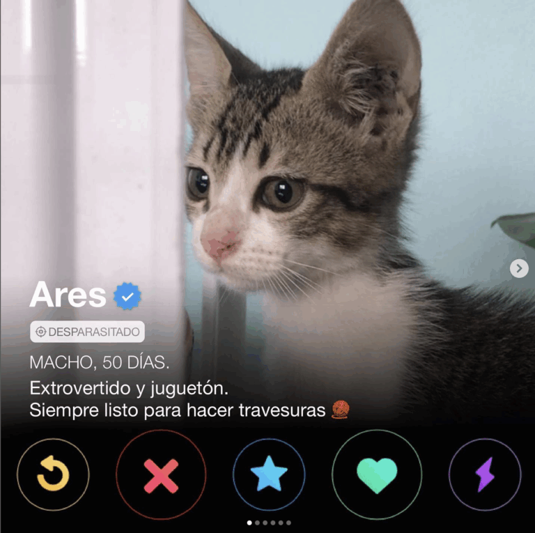 GatiTinder: Refugio de mascotas implementa innovadora iniciativa para buscar familia a gatitos abandonados