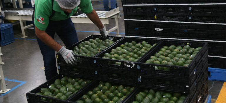 Estados Unidos suspendió las importaciones de aguacate de México tras amenaza a inspector estadounidense