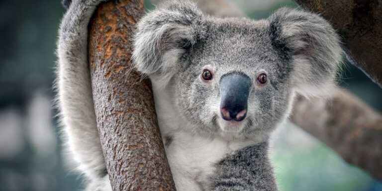 Australia declara a los koalas como especie en peligro de extinción