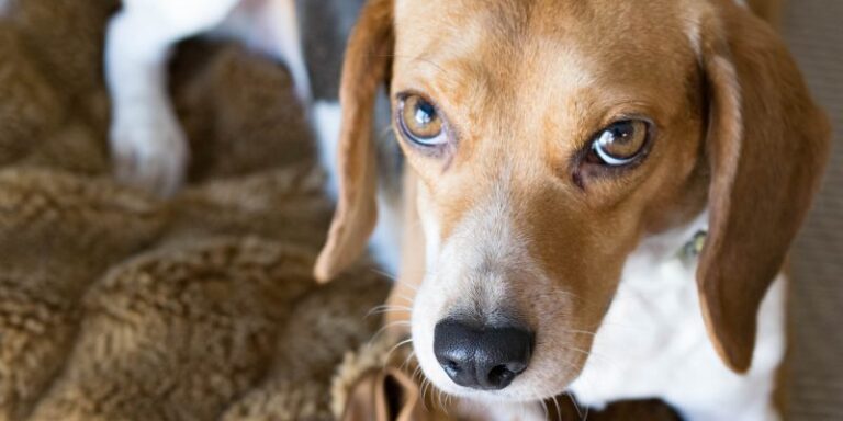 España: Repudio por la decisión de sacrificar a 32 cachorros beagle como parte de un experimento