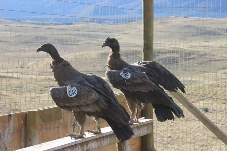 Liberan con éxito dos cóndores rehabilitados en la Patagonia