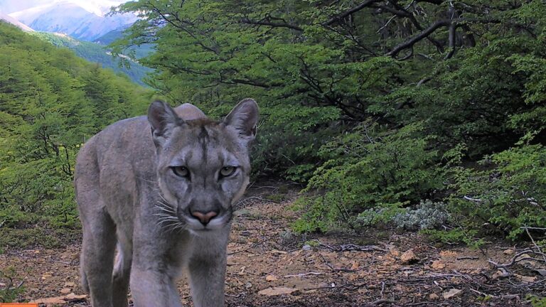 Conaf confirma la presencia de cuatro felinos nativos en el Parque Nacional Cerro Castillo