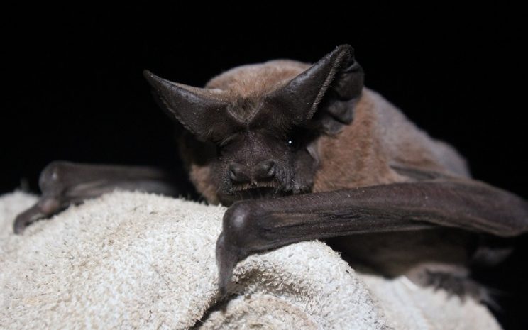Reportan el descubrimiento de una nueva especie de murciélago en Chile