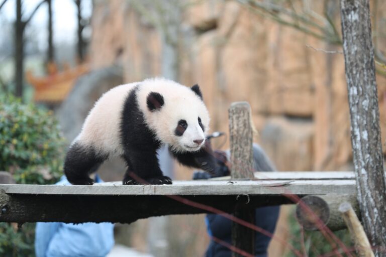 Estos son los primeros pasos de unos pandas gemelos en un zoológico de Francia