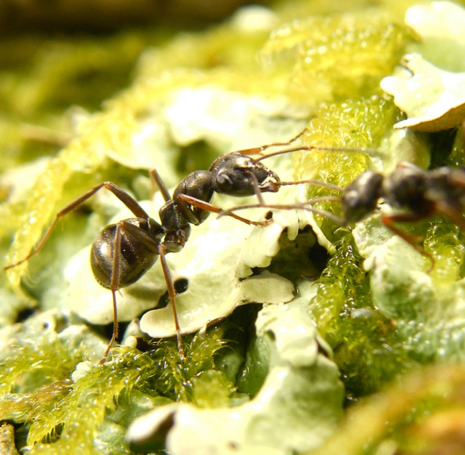 Entrenan hormigas para detectar cáncer de manera rápida, eficiente y económica