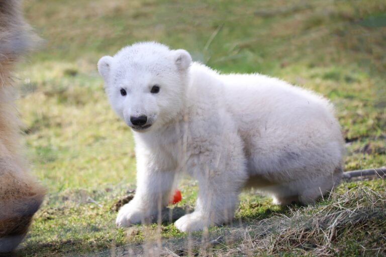 Conoce a Brodie, el nuevo cachorro de oso polar en un zoológico escocés