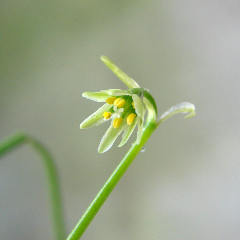 “Cebollín de Atacama”, la nueva flor diminuta descubierta en el norte de Chile