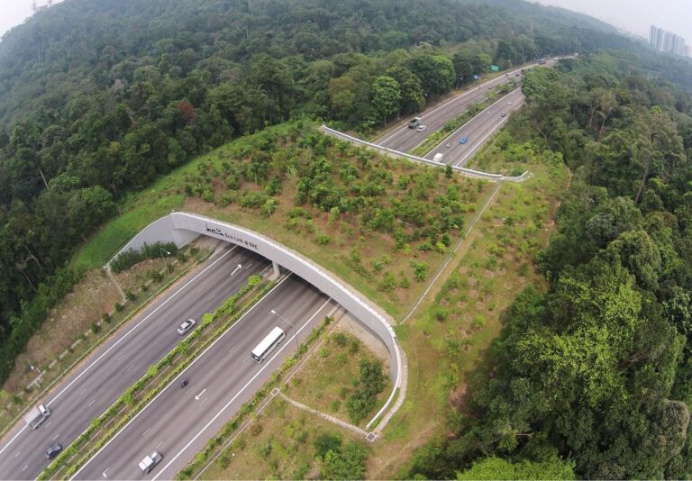 Corredores biológicos: ¿Qué son y cuál es su importancia?