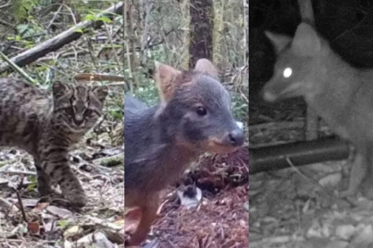 Conaf anuncia el avistamiento de güiñas, zorros de Darwin y pudúes en el Parque Nacional Alerce Costero
