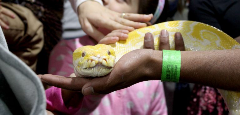 Jornada de adopción y animales exóticos se toman el décimo aniversario de Expo Mascotas y Animales