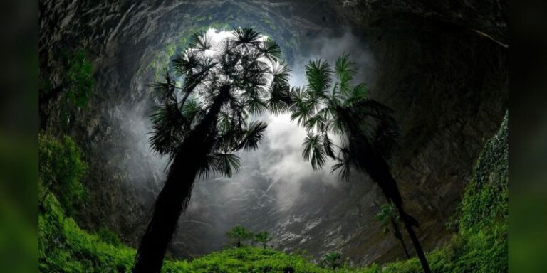 Descubren un inusual bosque a 192 metros de profundidad de un gigantesto sumidero o pozo celestial