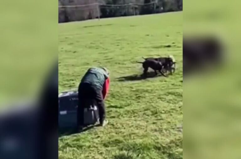 Se declaró admisible querella por maltrato hacia zorro por parte de funcionarios SAG