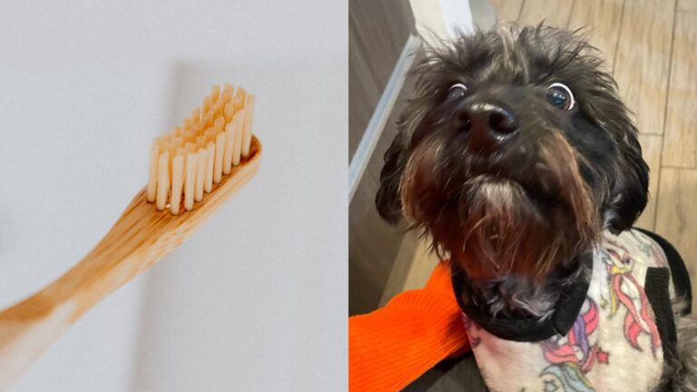 ¿Debo lavarle los dientes a mi perro o gato? Estas son las recomendaciones de los expertos