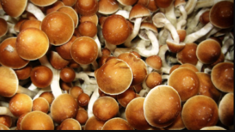 Australia se convierte en el primer país del mundo en permitir el uso de psicodélicos para tratar la depresión