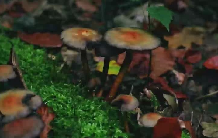 A través de hongos, algas y hojas de árboles buscan remediar y mejorar actividades mineras