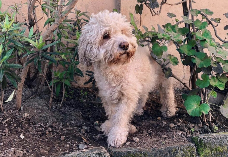 Día Mundial del Perro: El 92% de las personas en Chile considera que son parte de la familia