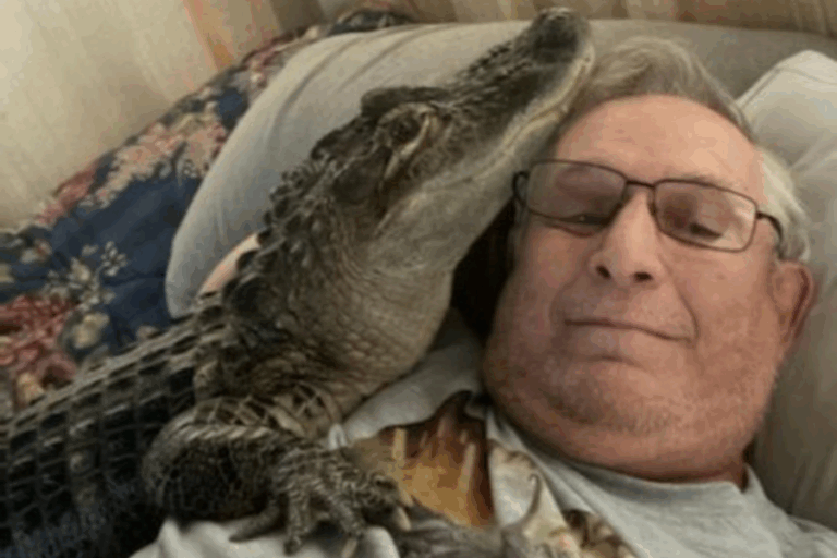 Hombre de 68 años con cáncer tiene a un caimán como animal de apoyo emocional: 