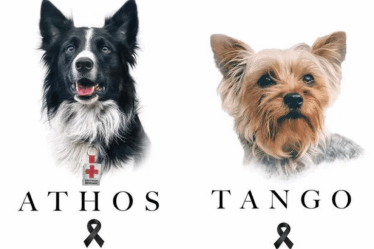 México hace historia con juicio por maltrato animal: Hombre arriesga 18 años de cárcel por el asesinato de 2 perros