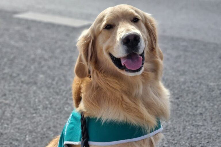 Perrito de Carabineros fue agredido en un bus tras detectar bolso con drogas