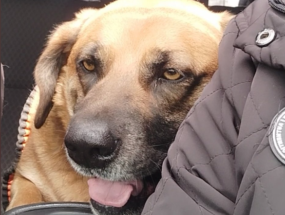 Municipalidad de Maipú investiga violación a perrito en la comuna