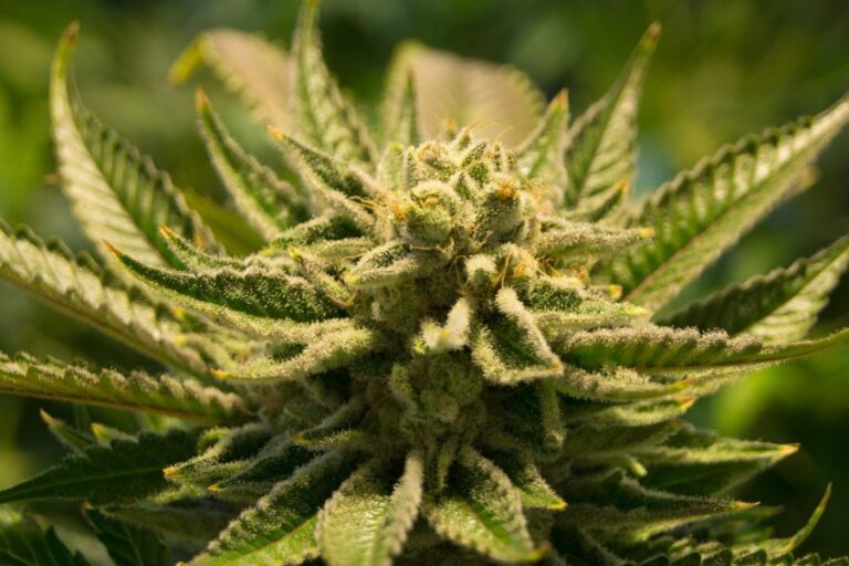 Comisión del Senado aprobó indicación para tener hasta 5 plantas de marihuana