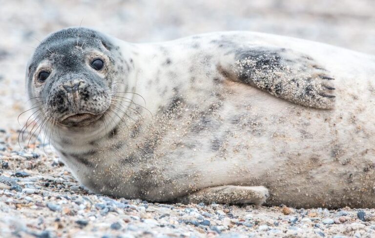 Nueva Zelandia: Foca irrumpió en una casa y durmió siesta en el living del hogar