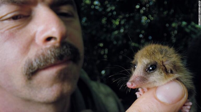 Biólogo chileno rescata la importancia de cuidar al diminuto monito patagónico en docuserie de CNN: Es un “fósil viviente”