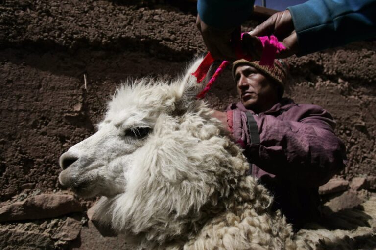 Perú inauguró su primera planta industrial de fibra de alpaca