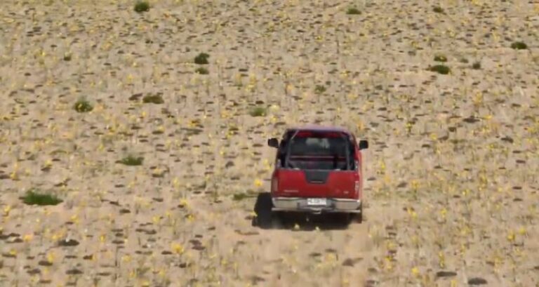 “La estupidez del ser humano”: Denuncian a personas que atravesaron en una camioneta el desierto florido