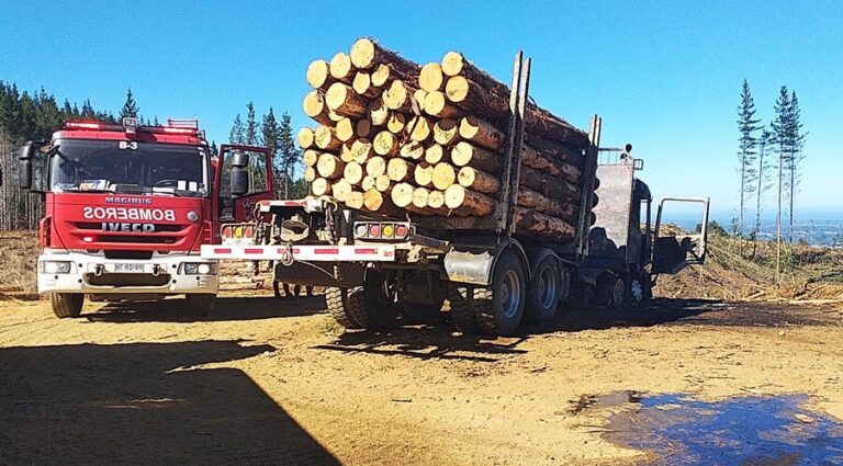 Primeros formalizados por la nueva ley de robo de madera quedaron en libertad