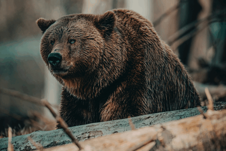 Universitarios fueron mutilados por un oso pardo: 